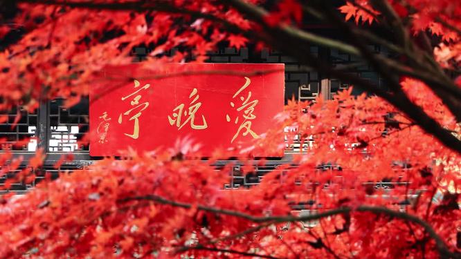 湖南长沙岳麓山爱晚亭枫叶秋景实拍空境素材
