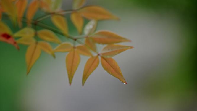 烟雨江南下雨雨季情绪意境空境
