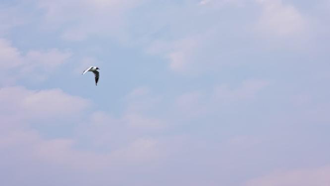 云南大理洱海海鸥升格慢镜头