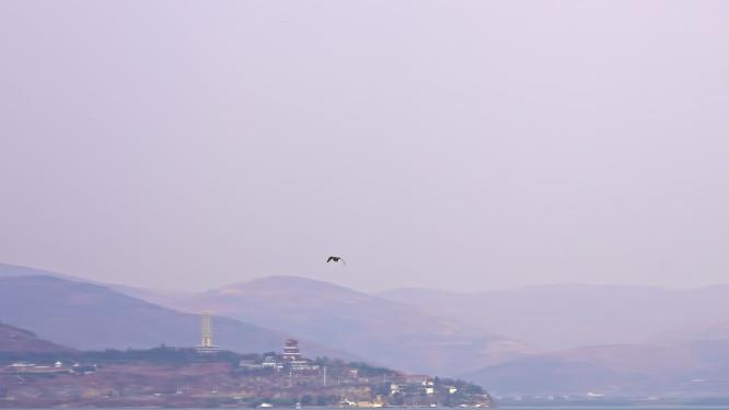 云南大理洱海海鸥升格慢镜头