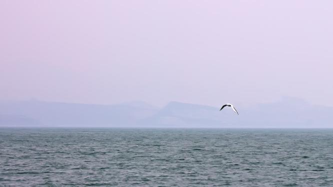 云南大理洱海海鸥升格慢镜头