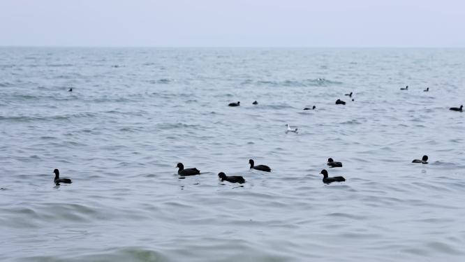 云南大理洱海海鸥升格慢镜头