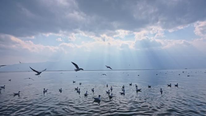 云南大理洱海海鸥升格慢镜头