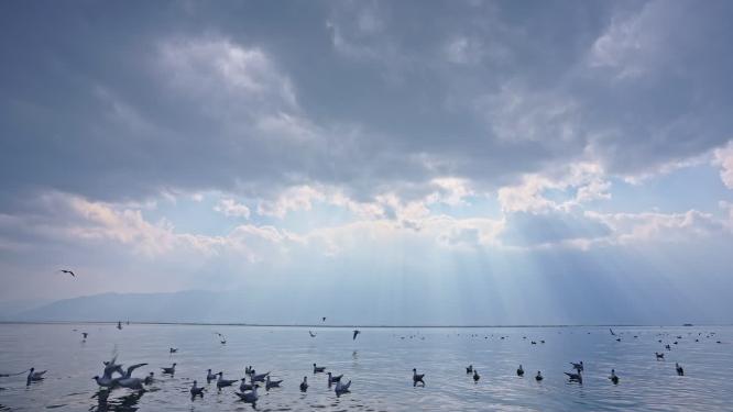 云南大理洱海海鸥升格慢镜头