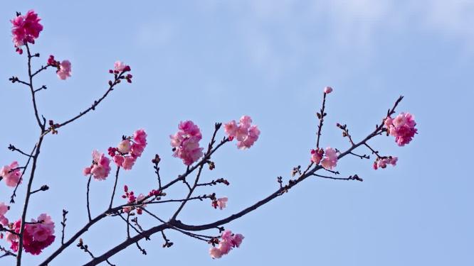 春天盛开的樱花