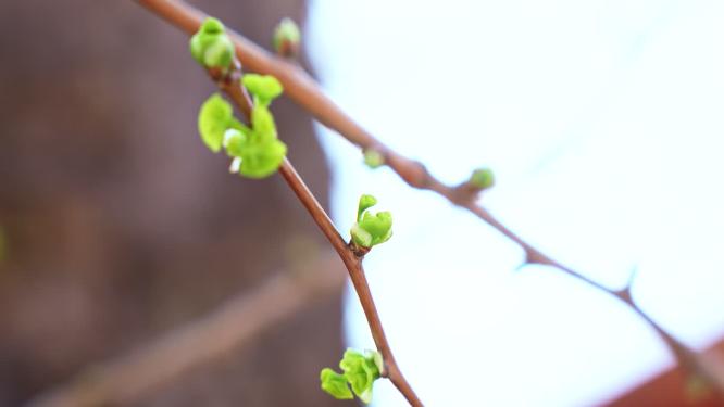 春天发芽的树枝实拍视频
