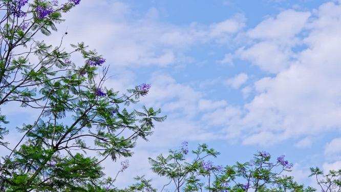 蓝天白云之下春天的花树