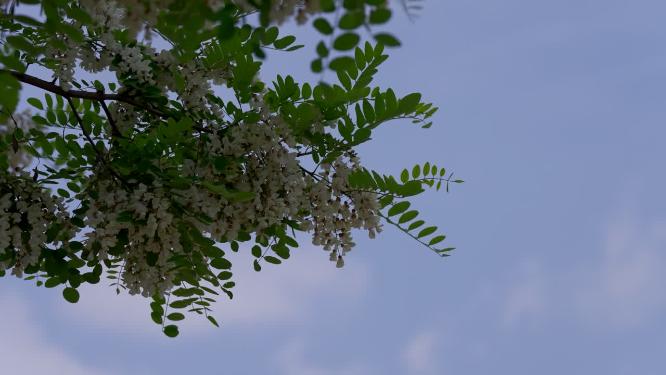 春天的槐树盛开的槐花