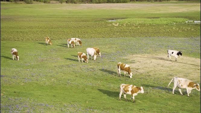 内蒙古呼伦贝尔草原马群牛群风光视频