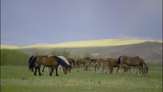 内蒙古呼伦贝尔草原马群牛群风光视频