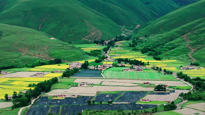川西壮观大气油菜花田自然风光航拍视频