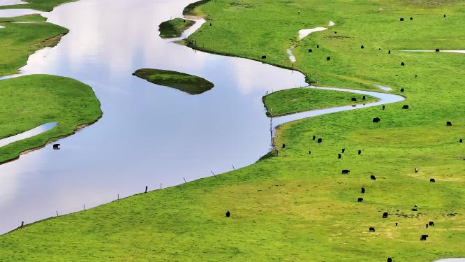 西藏那曲雪山脚下草原上河流边的牦牛群唯美航拍风光