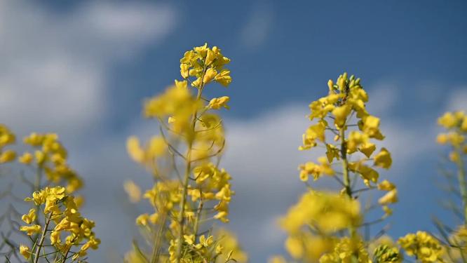 油菜花