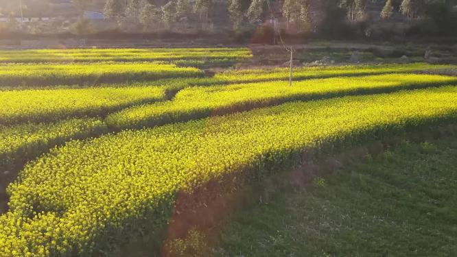 航拍油菜花