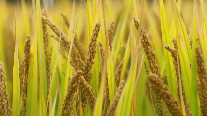 4K高清特写成熟的稻谷稻穗
