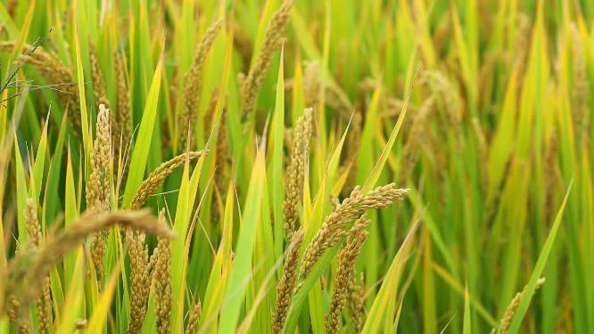 4K高清特写成熟的稻谷稻穗