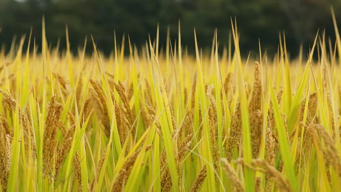 4K高清特写成熟的稻谷稻穗