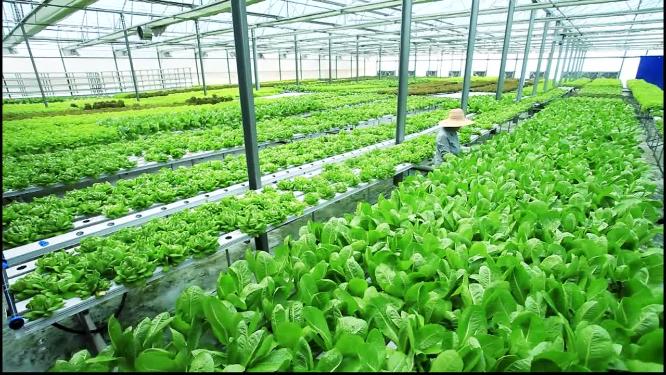 智能化蔬菜大棚种植系统