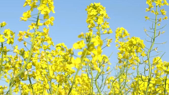 油菜花镜头