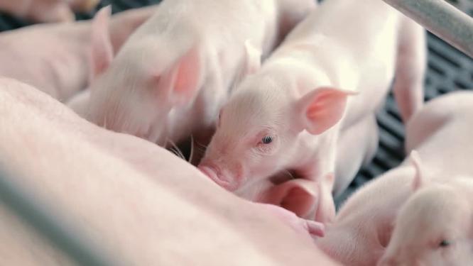 现代化牲畜养殖猪肉产品加工视频素材