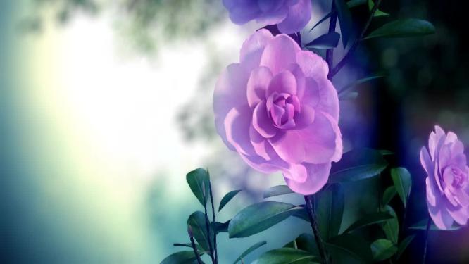 花瓣开花