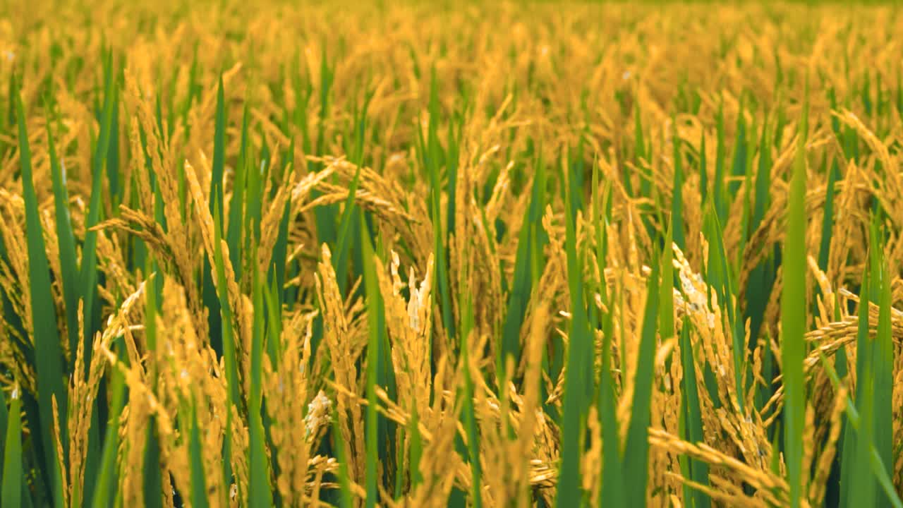 稻谷