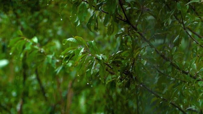 雨水