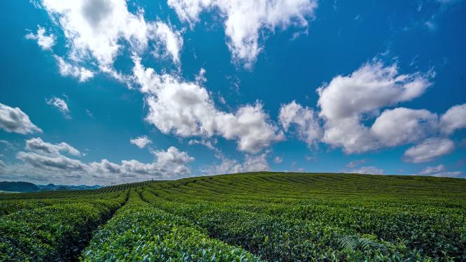 8K延时移动茶山素材