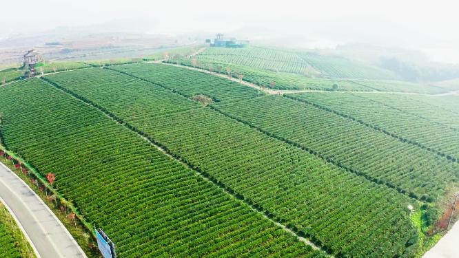 中华茶博园