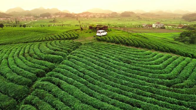 4k航拍茶园茶山自驾露营