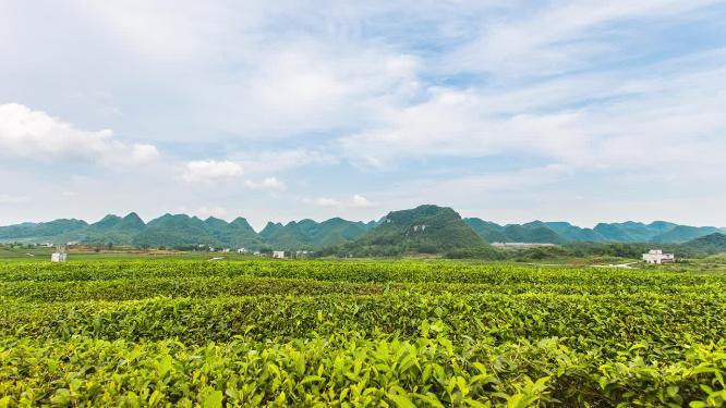 延时茶