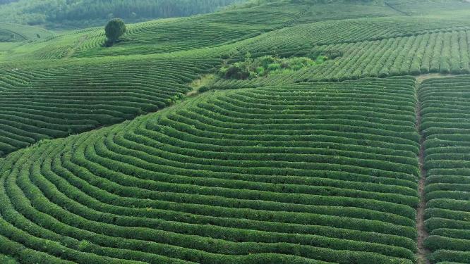 航拍山茶
