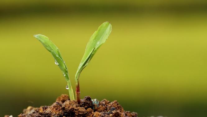 4k升格实拍水滴植物种子生根发芽