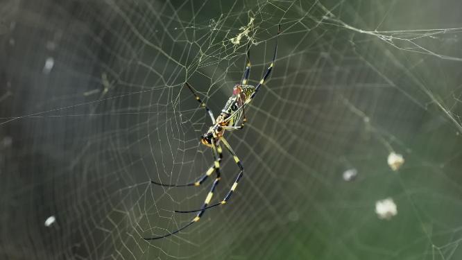 4k拍摄昆虫蜘蛛美丽的蜘蛛网