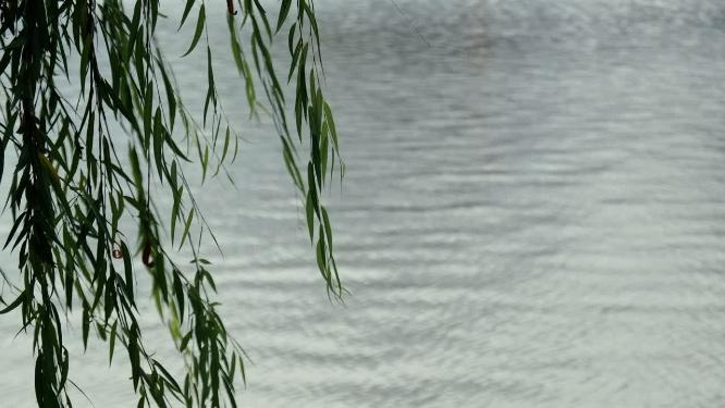4k升格拍摄湖边杨柳枝