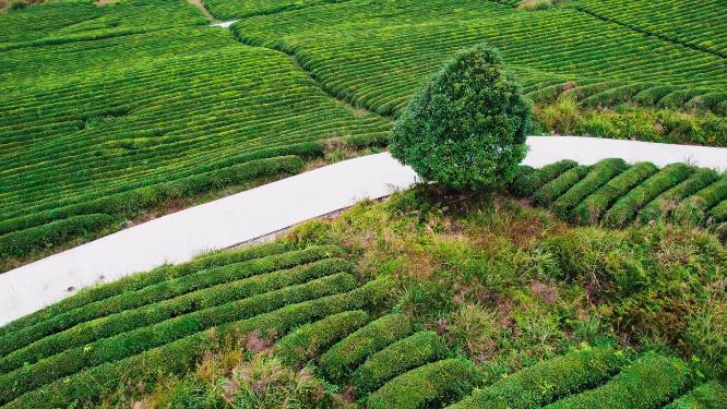 4k航拍秋季茶园茶林