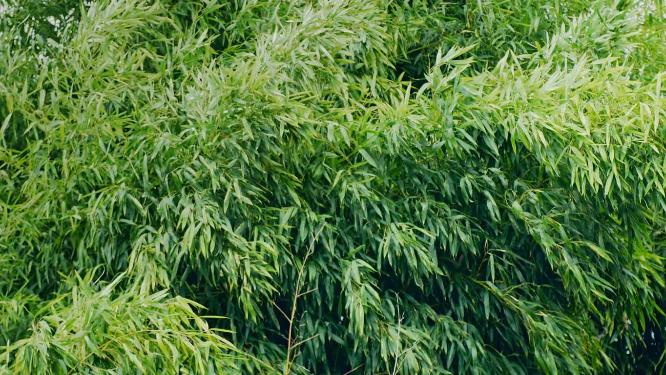 4k升格拍摄竹叶空镜头