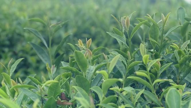 4k实拍茶园茶园毛尖采茶