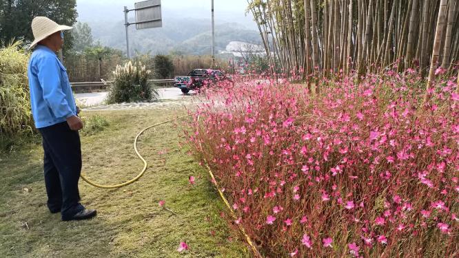 秋天园丁浇花紫色花朵竹林