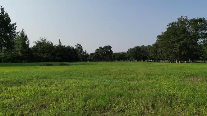 汉长安城未央宫遗址公园地肤草航拍