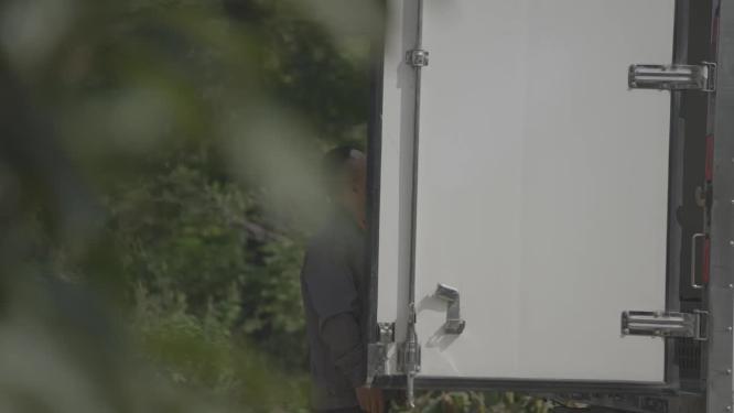 柿子树成熟火晶柿子红色挂满枝头镜头合集
