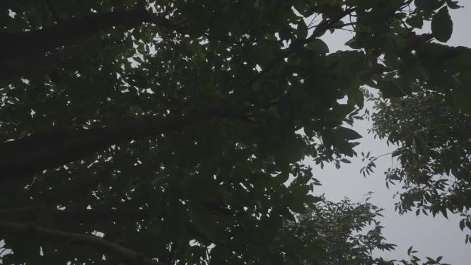 柿子树成熟火晶柿子红色挂满枝头镜头合集
