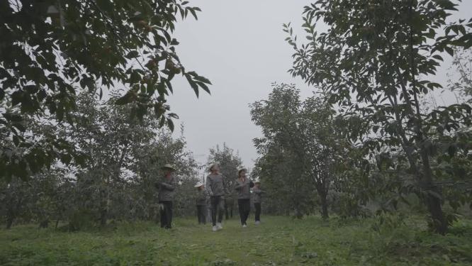 柿子树成熟火晶柿子红色挂满枝头镜头合集
