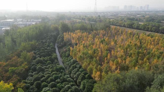 秋天银杏林公路自驾游航拍