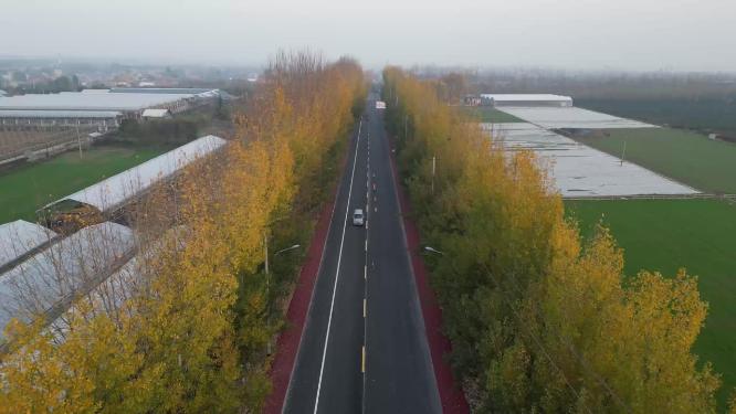 秋天金黄银杏林公路自驾游航拍 