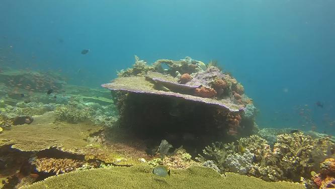 实拍海底世界