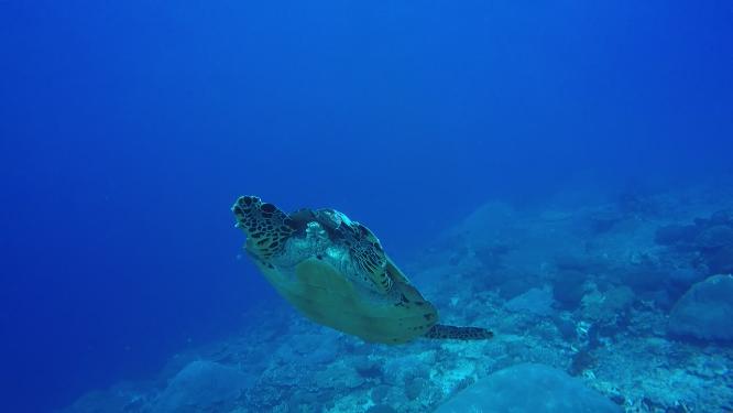 深海实拍 神秘海底生物海龟遨游