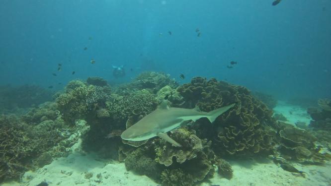 深海实拍海底生物-海龟 黑鳍鲨