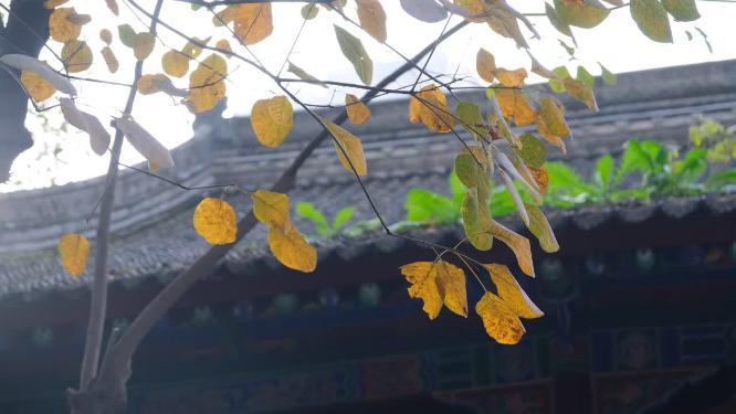 秋天在阳光下摇曳的树叶 