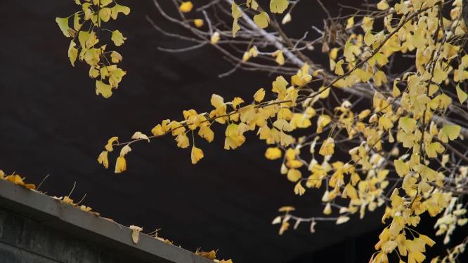 秋天微风中金黄的银杏叶